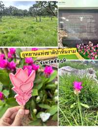 หมอกสวยๆ ที่ป่าหินงาม