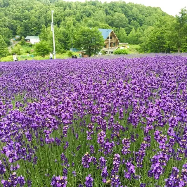 紫色天堂：幌見峠薰衣草花園