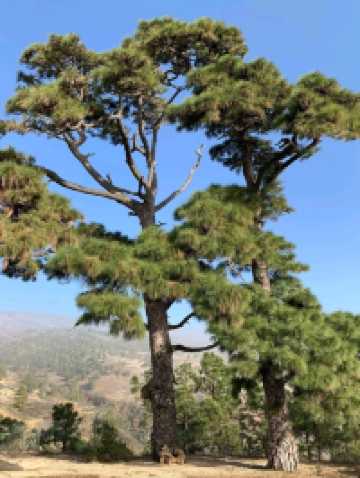 A Quiet Slice of Authentic Canary Island Life