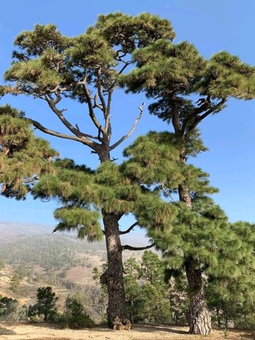 A Quiet Slice of Authentic Canary Island Life A Quiet Slice of Authentic Canary Island Life