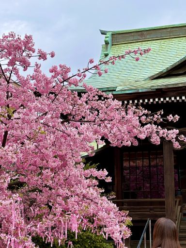 もうすぐ東京がピンク色に染まる桜スポット。 | Trip.com 東京
