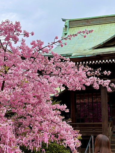 もうすぐ東京がピンク色に染まる桜スポット。 | Trip.com 東京