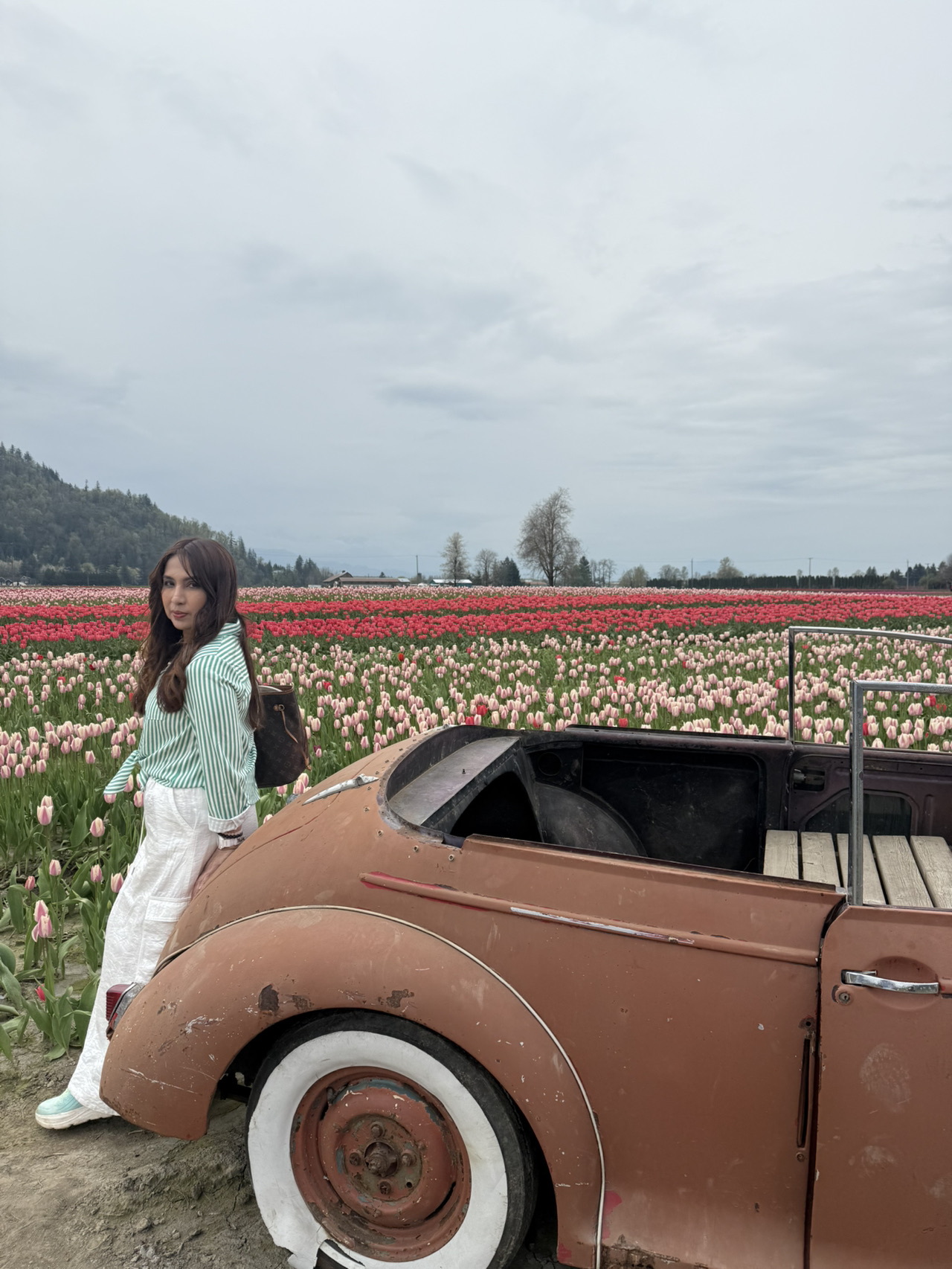 Agassiz - Harrison Tulip Spring Fields - 圖 3