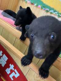 【熊本】可愛すぎる赤ちゃんコグマにキュン！動物と超至近距離で触れ合える「阿蘇カドリー・ドミニオン」へ🐻🐾