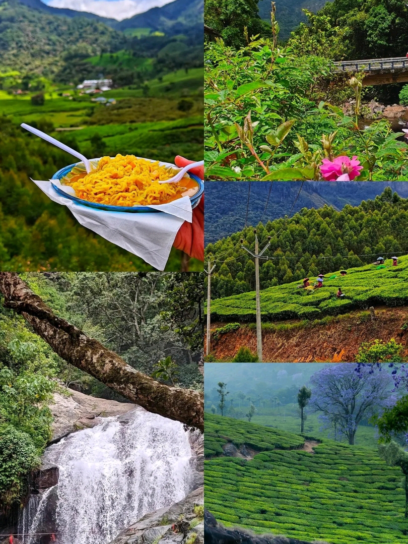 #bucketlistdestinations 
🌿✨ Beautiful Munnar Trip – A Dreamy Escape to Kerala’s Green Paradise ✨🌿

Nestled in the Western Ghats of Kerala, Munnar is a breathtaking hill station filled with rolling tea gardens, misty mountains, and refreshing cool air. A trip to Munnar feels like stepping into a painting where every view is more beautiful than the last.

🌄 1. Breathtaking Tea Gardens
Endless carpets of green tea plantations stretch across the hills. Walking through these estates is peaceful and refreshing, with cool breeze and scenic views everywhere.

💦 2. Stunning Waterfalls
Munnar is home to many beautiful waterfalls like Attukal and Lakkam Falls. The sound of flowing water surrounded by greenery makes it a perfect nature escape.

🐘 3. Eravikulam National Park
A must-visit spot to see the rare Nilgiri Tahr and enjoy panoramic views of the hills. During the blooming season, you can also witness the famous Neelakurinji flowers.

🚣♀️ 4. Mattupetty Dam & Lake
Enjoy boating in calm waters surrounded by mountains. It’s a perfect place for family relaxation and photography.

🌫️ 5. Misty Weather & Scenic Viewpoints
Munnar is famous for its romantic mist-covered hills. Sunrise and sunset views from Top Station and Echo Point are truly unforgettable.

🍃 Travel Tips
· Best time to visit: September to March
· Carry light woolens (weather is cool)
· Book hotels in advance during peak season
· Try local Kerala food and fresh tea

💚 
A trip to Munnar is not just travel, it’s an experience of peace, nature, and beauty. Whether you are a couple, family, or solo traveler, Munnar will steal your heart forever. 🌿✨

#MunnarTrip  #KeralaTourism  #HillStation  #TravelIndia  #NatureLovers  #TeaGardens  #MunnarDiaries  #IncredibleIndia 