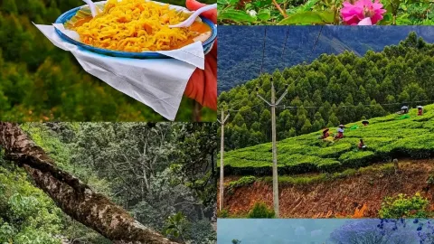 #bucketlistdestinations 
🌿✨ Beautiful Munnar Trip – A Dream — traveler post in Munnar
