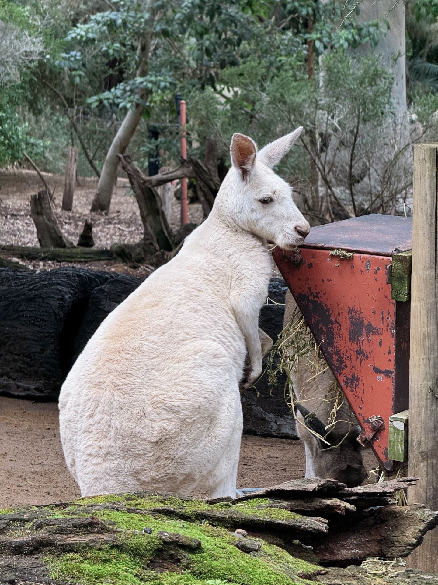 퍼스 동물원(Perth Zoo) 강력 추천! 하얀 캥거루는 비현실적으로 예쁘고 공룡 구역은 신나서 뛰어놀 정도로 재밌어요.