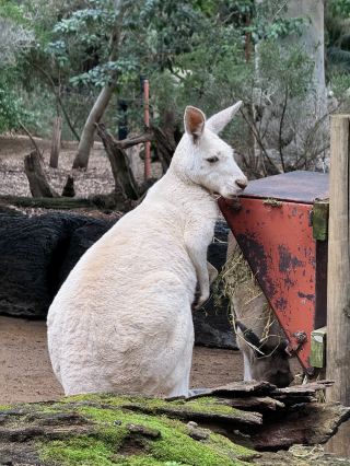 Perth Zoo is a Must-Visit! Stunning White Kangaroos and a Thrilling Dinosaur Zone.