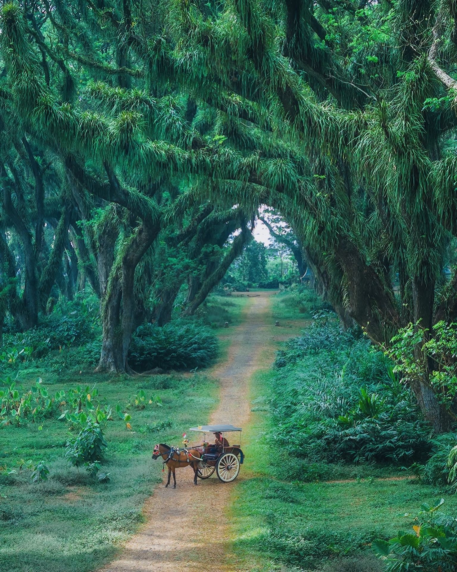 🇮🇩 De Djawatan Forest, East Java | A Forest Straight Out of a Fairytale 🌳✨