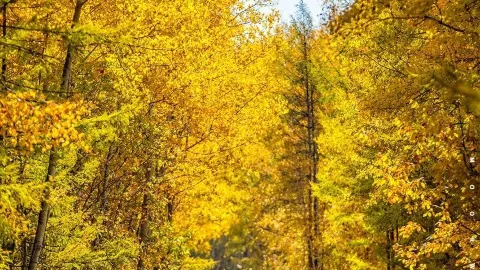 🍁 Eight Autumn Landscapes | Chasing the Colours of Eastern Inner Mongolia — traveler post in Huma