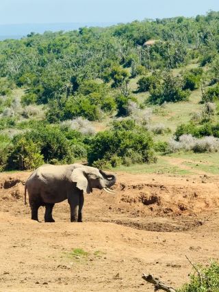Addo Elephant National Park 

ซาฟารีแห่ง Easte