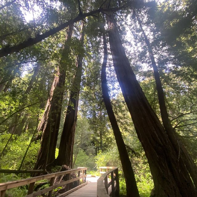 Muir Woods Adventure 