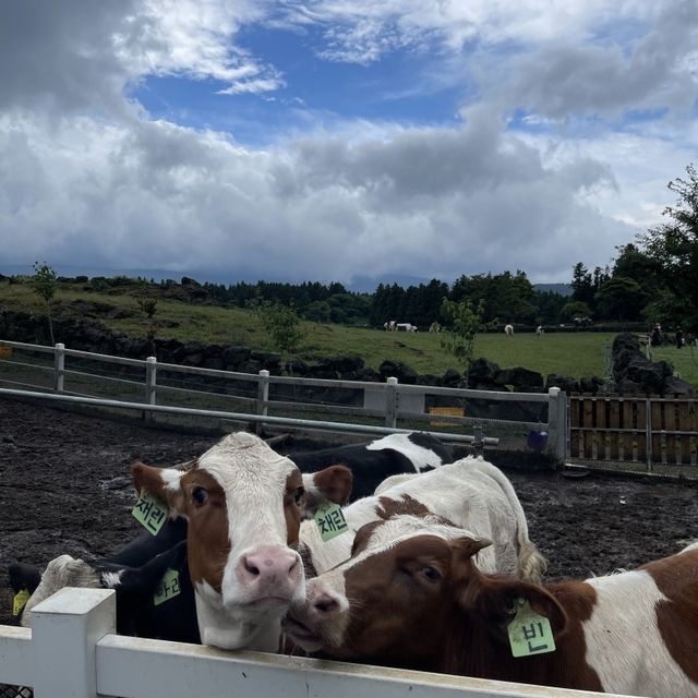 제주도 여행 코스추천 - 아침미소목장🐮