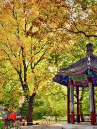秋日私語——地壇公園銀杏大道漫步記