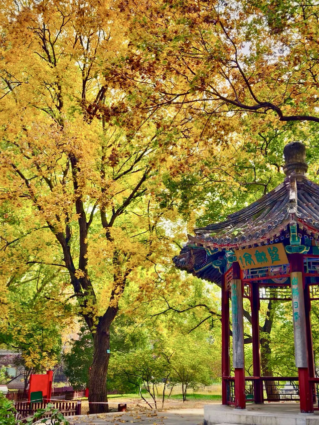 秋日私語——地壇公園銀杏大道漫步記