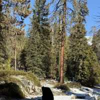 Sequoia national park just before thanksgiving 