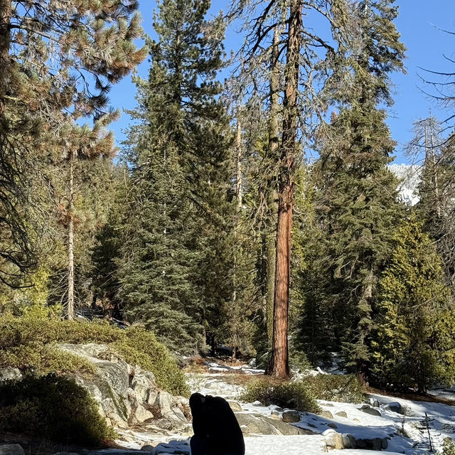 Sequoia national park just before thanksgiving 