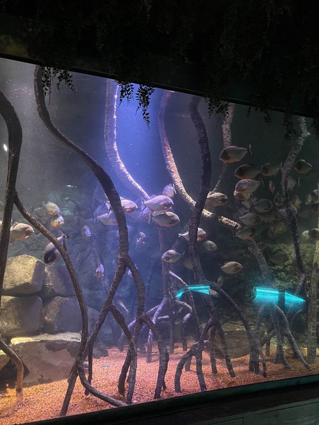 遊覽大笨鐘倫敦眼海洋館行程