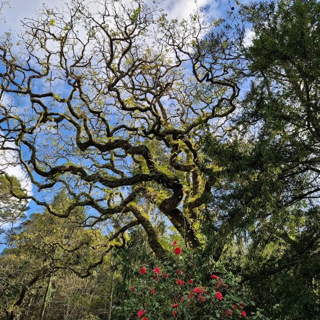 🏰✨ Discover Quinta de Regaleira! 🌳🌹


