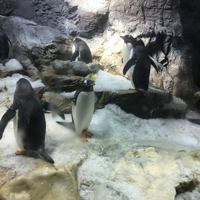 🇯🇵Must visit Aquarium: Osaka Aquarium Kaiyukan🦈