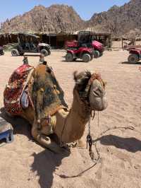 ATV driving in Sinai Desert 🗺️