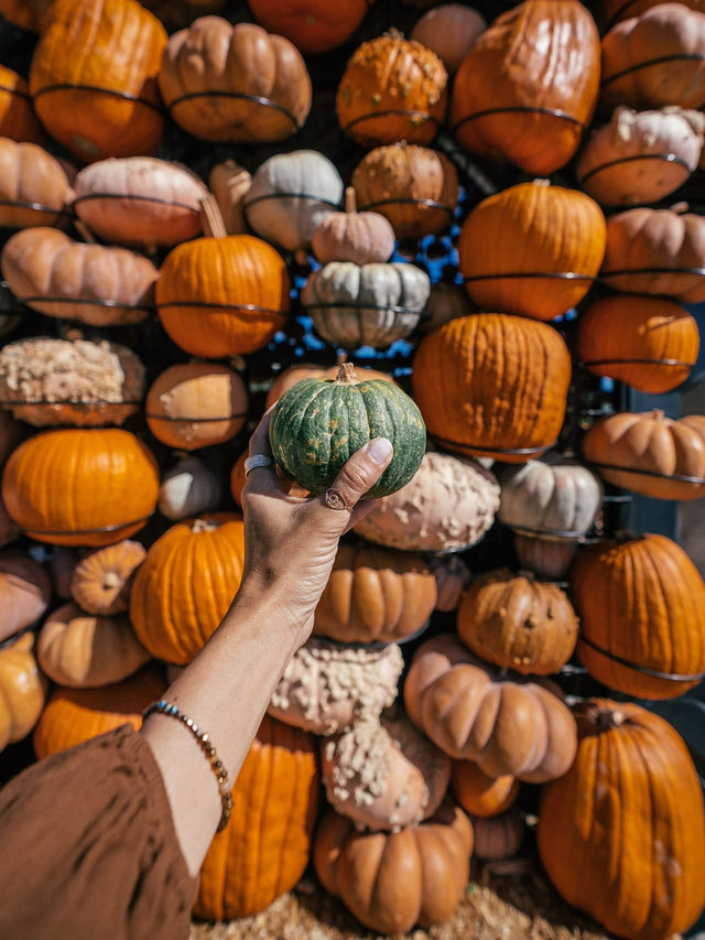 코너스톤 소노마 가든 🍁