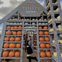 Pumpkin Patch: A Festive Fall Celebration