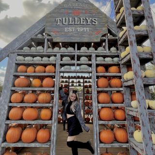 Pumpkin Patch: A Festive Fall Celebration