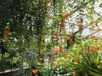 Kew Gardens - Itinerary ✨⭐✨⭐✨