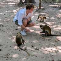 Monkeys eating out of your hands