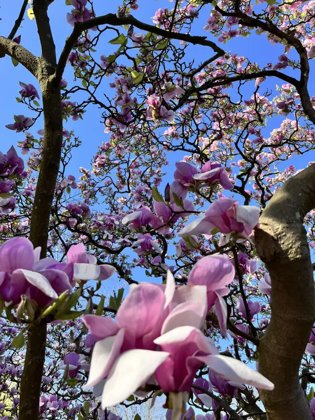 Beautiful Kew Gardens visit at least once!!