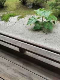 Japanese culture in a special space with a view of a famous garden