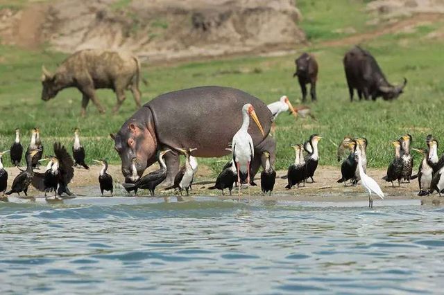 The Best Ways to Experience Uganda’s Wildlife - Avents Tour Safaris
