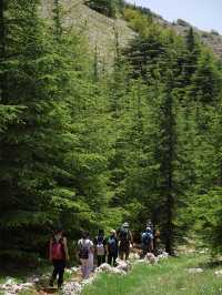 Al Shouf Cedar Reserve: Where Ancient Forests Whisper Legends
