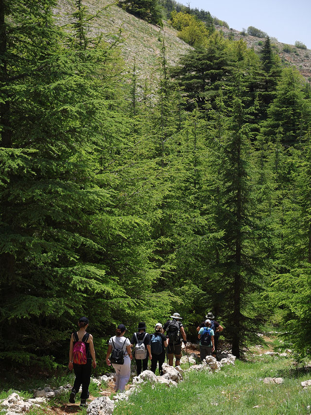 Al Shouf Cedar Reserve: Where Ancient Forests Whisper Legends