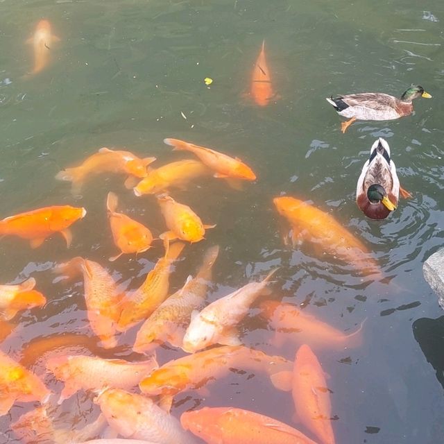 Beihai park is a wonderful park