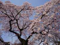 大阪到東北賞櫻攻略：榴岡公園
