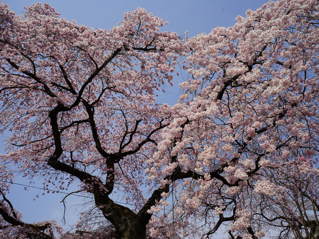 大阪到東北賞櫻攻略：榴岡公園