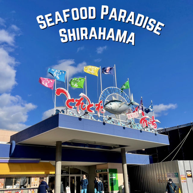 Shirahama🇯🇵Dive into Seafood Paradise at TORETORE ICHIBA! 🍣🦀