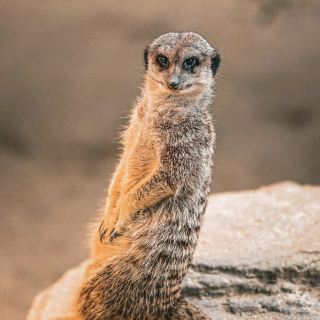 Побег в пышный сад