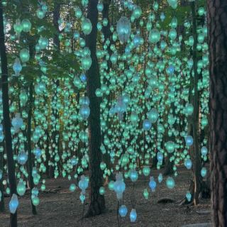 I found a forest of light in Oslo