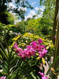 Singapore’s Orchid Haven: Jaw-Dropping Spots & Vibes 🌸✨