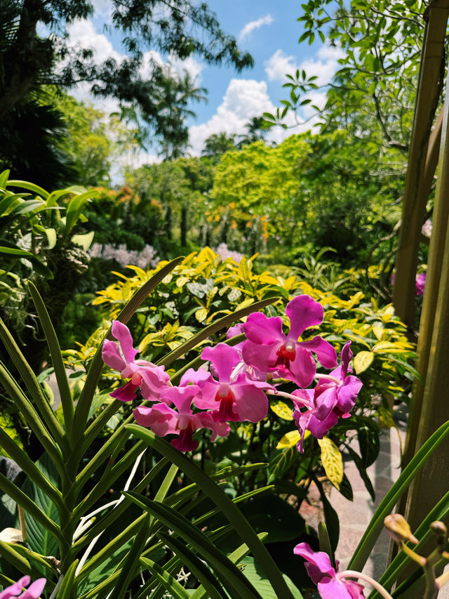 Singapore’s Orchid Haven: Jaw-Dropping Spots & Vibes 🌸✨