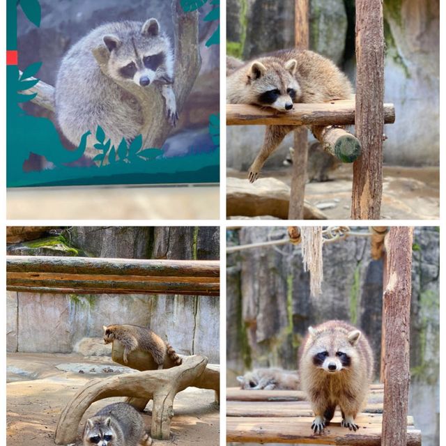 👪 BEST FAMILY FRIENDLY ZOO IN HANGZHOU ‼️