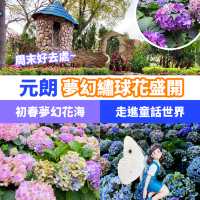 期間限定💜元朗紫色繡球花