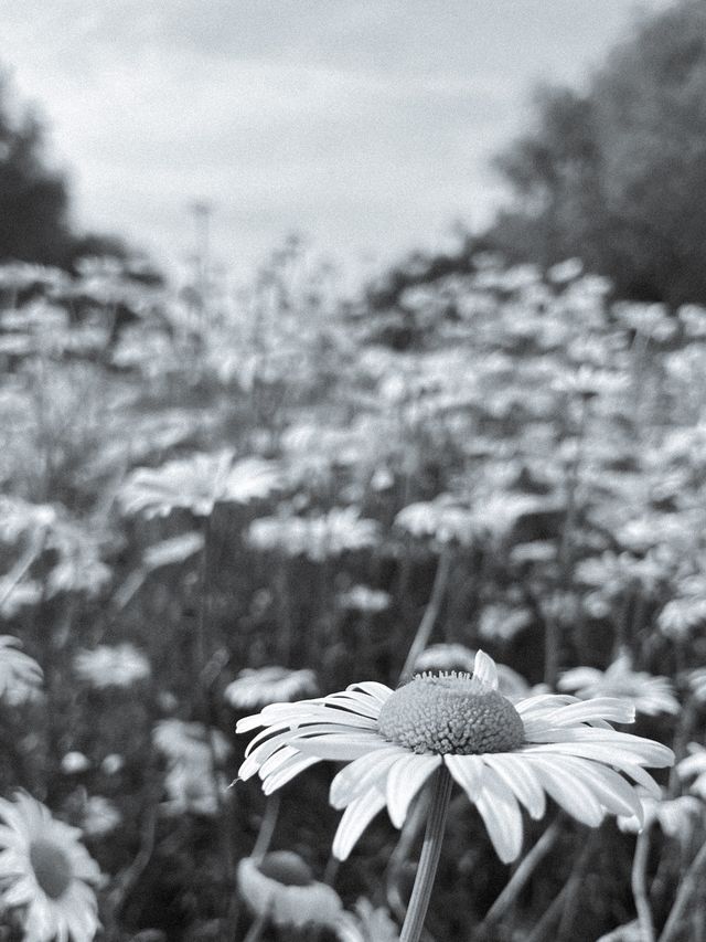 Daisy Bloom🐝in May Daisy Bloom🐝in May