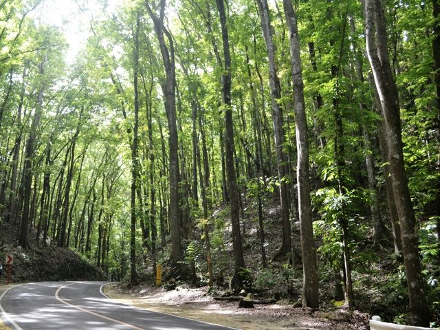 Enchanting Man Made Forest in Bohol 🇵🇭