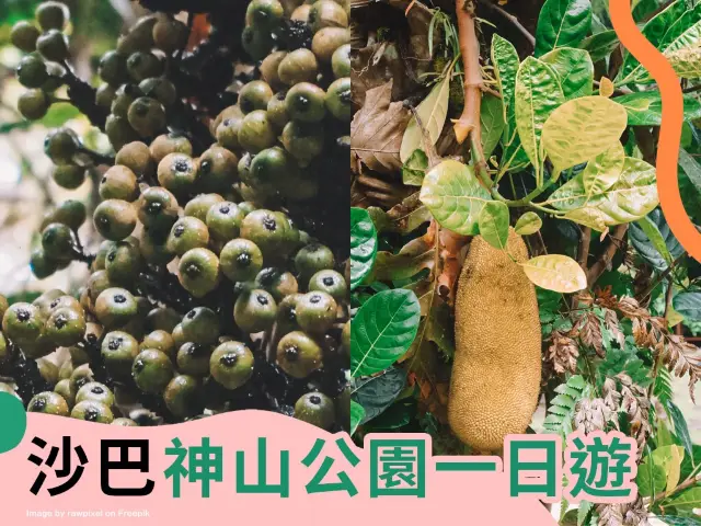 🇲🇾沙巴神山公園一日遊