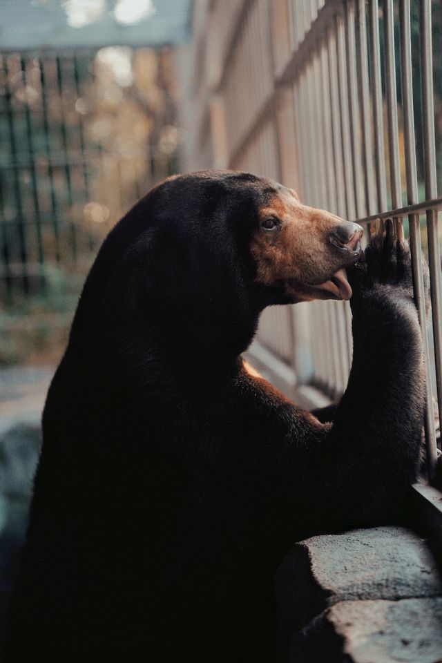 親子好去處溫州景山動物園爬山看動物