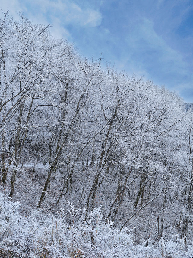 已下第一場雪離廣州最近的林海雪原